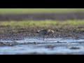 Limosa lapponica bartailed godwit szlamnik 2018