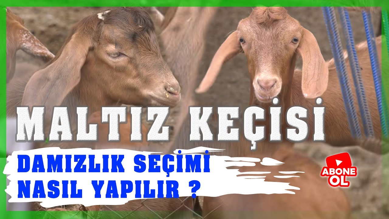 Çobanın Sesi - Damızlık Maltız Keçi Yetiştiriciliği