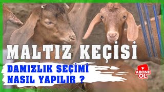 Çobanın Sesi - Damızlık Maltız Keçi Yetiştiriciliği