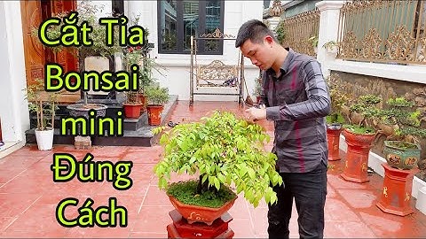 Hướng Dẫn Cắt Tỉa Cây Bonsai Khế Mini -  Bonsai mini Khế Đẹp