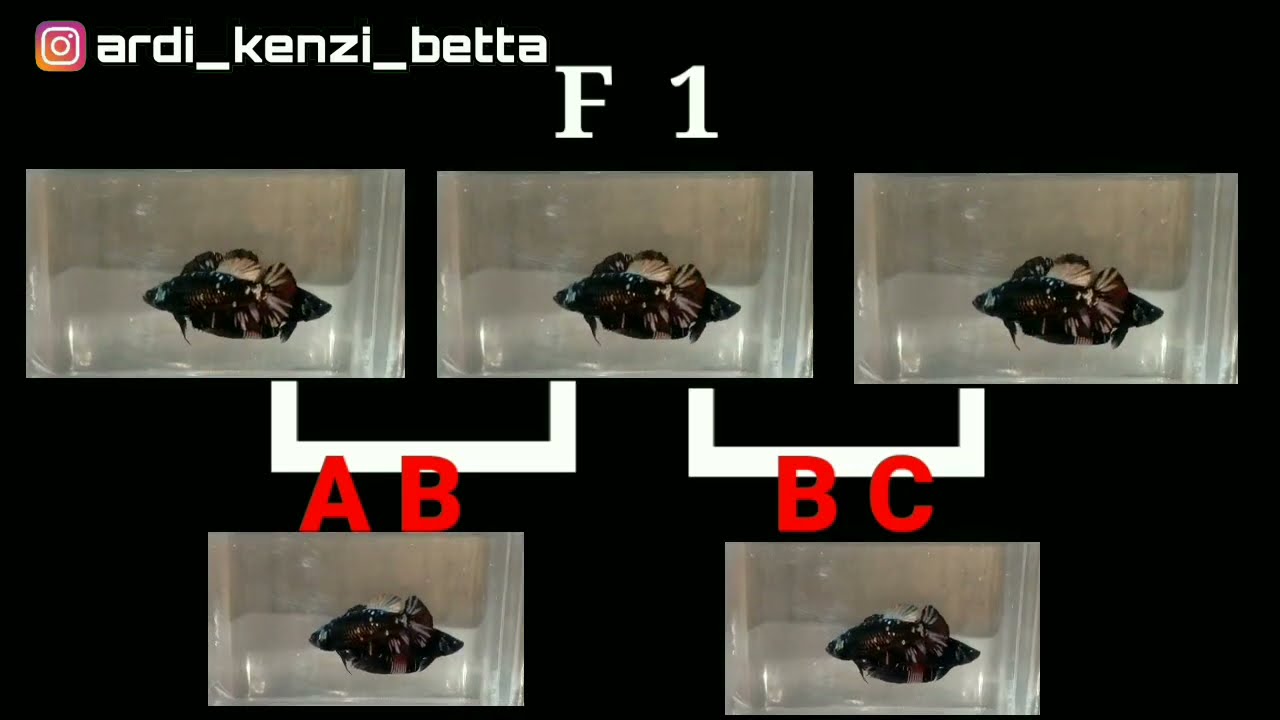 rahasia inbreeding cupang || Cara inbreeding cupang