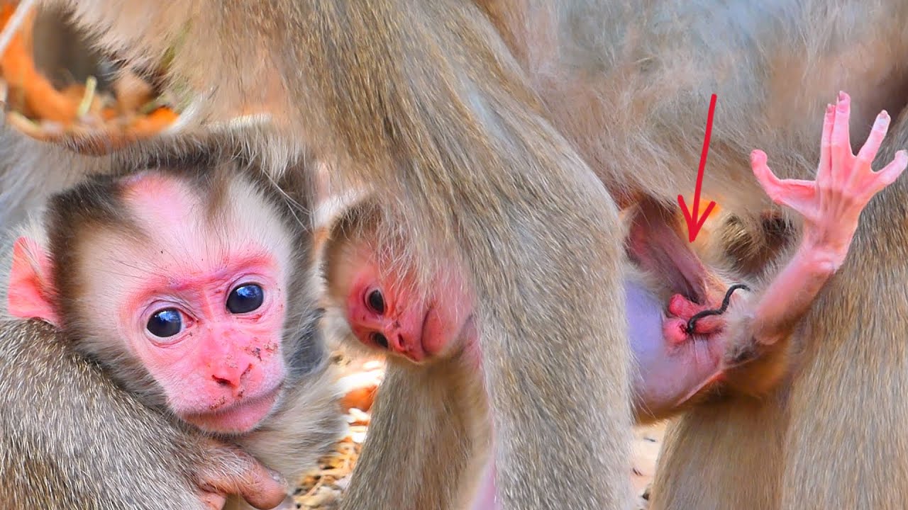 Live: Mama ROZITA Hugs Her New Baby Warmly — Heartwarming Family Moments in the Wild 🐒💛