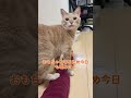 今日もおもちゃと格闘中 #catvideos #cat #cute #ちゃちゃまる #猫 #