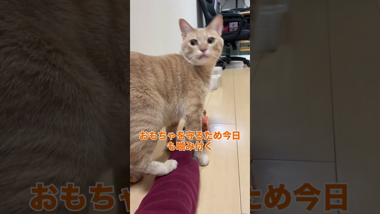 今日もおもちゃと格闘中 #catvideos #cat #cute #ちゃちゃまる #猫 #