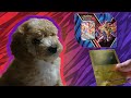 "Harmless" Puppy Opens Pokémon Tin