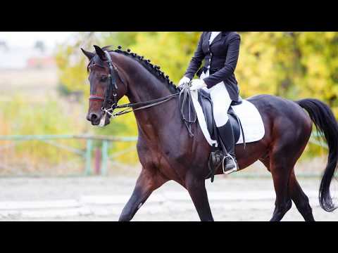 Nominate - Live Score Dressage App Video