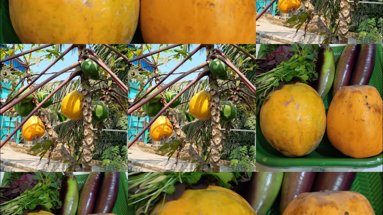 গাছ পালা প্রাকৃতিকে আমি যেমন খুব ভালো বাসি 🌿 গাছ আমাকে ভালো বেসে কি দান করে || new vlog 