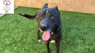💙RESCUED💙Cornelius  #A548173 🆘 MARCH 28TH DEADLINE DUE TO KENNEL STRESS 🆘 #morenovalley 