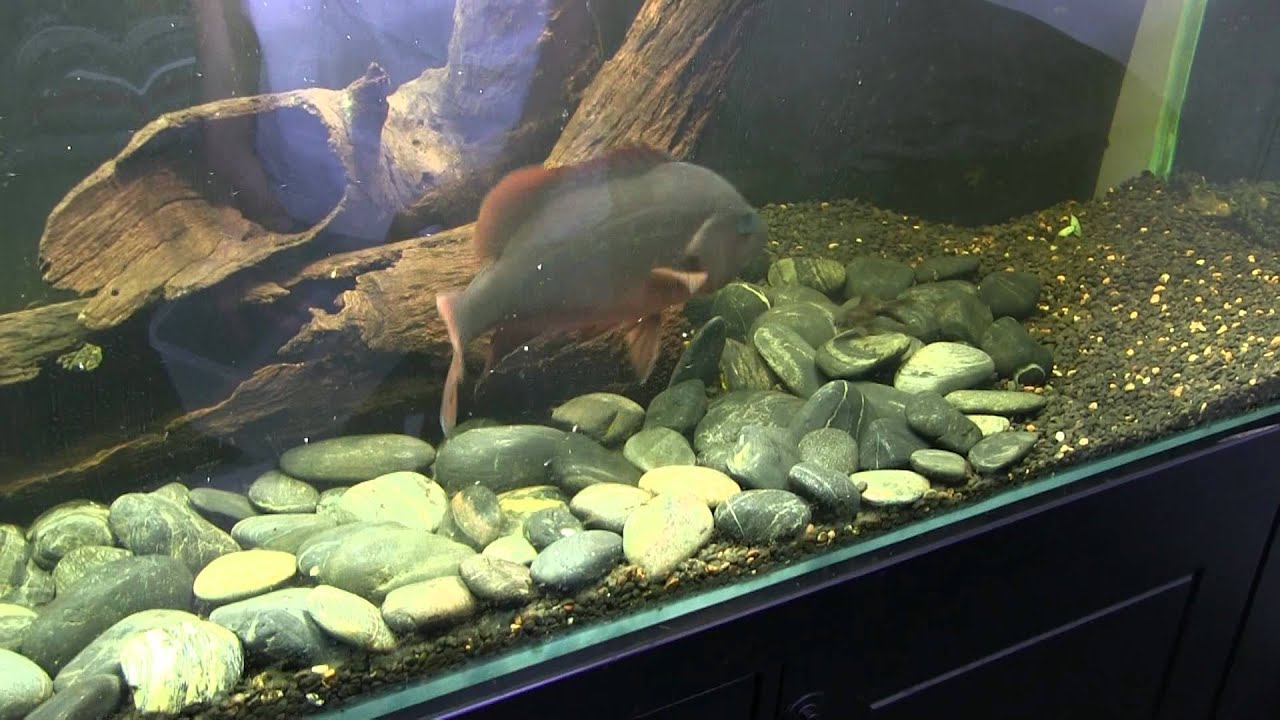 Mangrove Jack Feeding 5 Goldfish YouTube