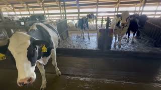 Dairy Barn Freestall Flushing Manure #freestall #dairyfarm #sandbedding #manure