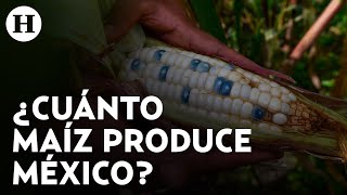 Tras la prohibición del maíz transgénico y glifosato, ¿habrá represalias de EU para México?