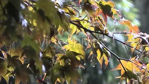 Autumn Rain - Maple Trees - 1