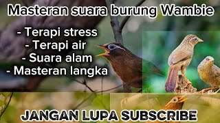 Masteran suara burung Wambi dan terapi air, 1000 % masteran burung mewah !!! 