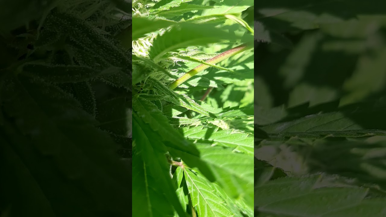 Dutch Nutrient Formula - the only nutrients I use on my personal medical prescription. Best to use..