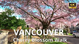 Cherry Blossom Walk in Vancouver, Canada 🇨🇦 | St. Mary’s Parish | Peaceful Spring Walk 4K #citywalk Update