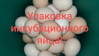 Упаковка инкубационного яйца!