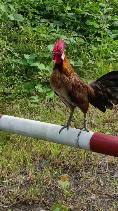 Kokok pikat bulbi #salamsatuhobi #ayamhutansabah #ayamhutanmalaysia