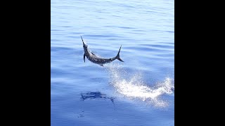 Blue Marlin Season 2020/21Peak Sportfishing, Exmouth WA