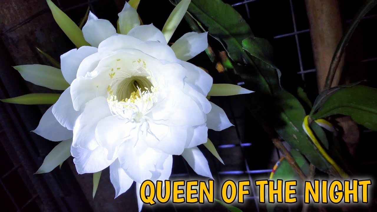 Midnight Flower/Queen of the night YouTube