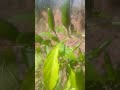 new growing vegetables plants #nature #beautifully #farming #garden #green