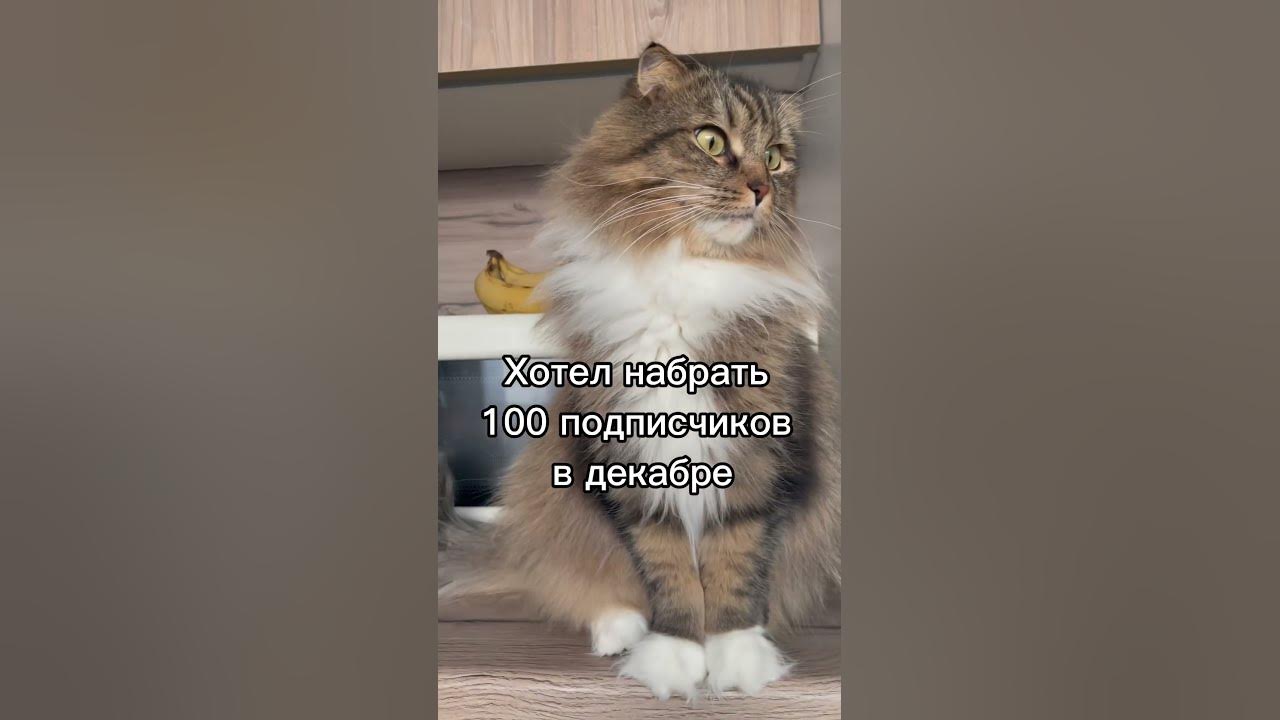 #приколы #cat #котоприколы #кот - YouTube