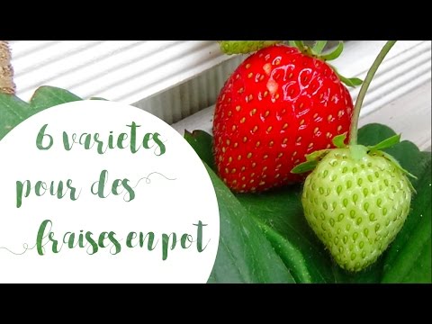 Vidéo: Fraise 