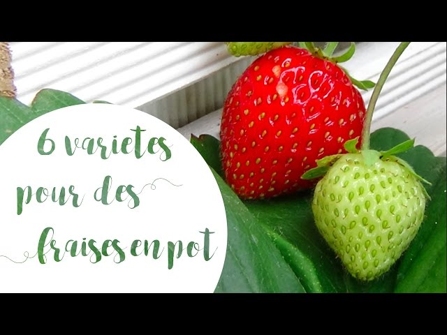 Fraises des bois en pot : le fruit miniature qui se récolte comme des bonbons dès juin