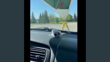 The Monkey Mafia was Made Aware of the Incident and now are Maliciously Mobilising