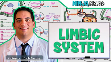 Neurology | Limbic System Anatomy & Function