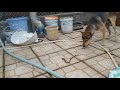 Chú chó nhút nhát nhất thế giới@@