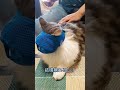 猫マスク爪切り補助具❗                 #shorts