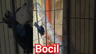 anakan rambatan doraemon #shorts  #short #masteranburung #masteranmuraibatu #rambatandoraemon