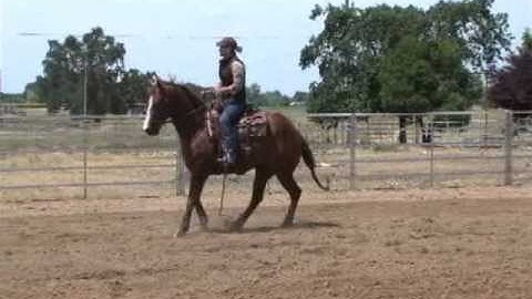 Ken Wold Working the flag to train your cowhorse