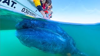 Did You Know You Can TOUCH WHALES IN MEXICO?!