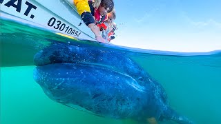 OUR KIDS TOUCHED a GIANT WHALE in MEXICO!!