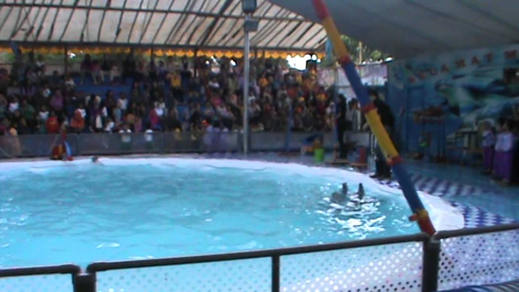 9000 Gambar Animasi Hewan Sirkus Gratis Terbaru