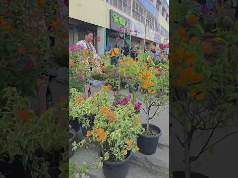 زهور سوق الأربعاء ديمابور جميل