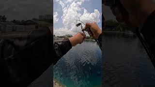 Kolam Mancing Sungai Rekoh. Siakap Gila Makan. Sp