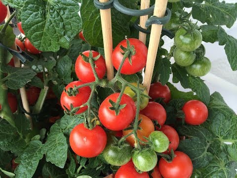 How to Grow Tomatoes in a Pot | Caring Tips | Kitchen Gardening