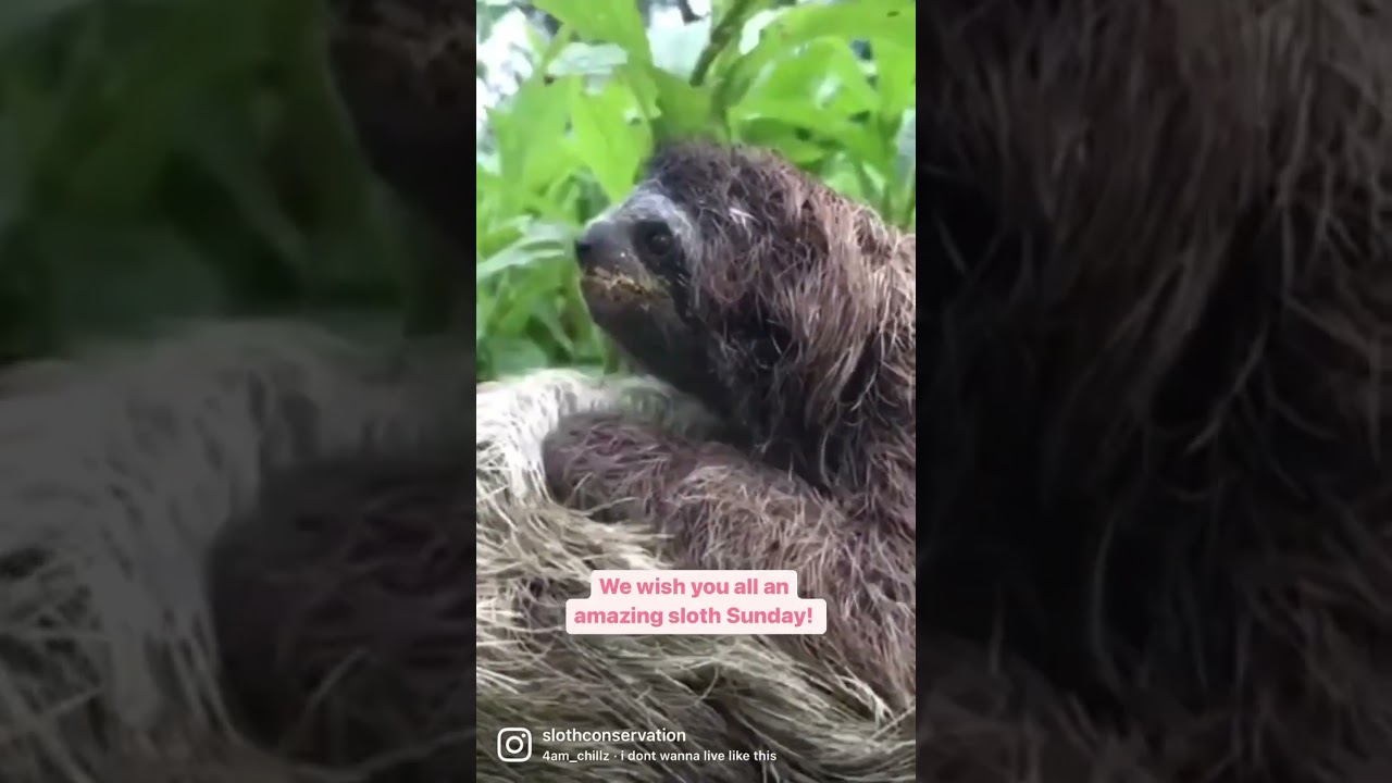 🦥This Baby Sloth Wishes you a Great Sunday!
