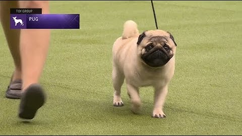 Pugs | Breed Judging 2023