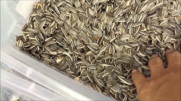 Sorting sunflower seeds by AMVT (Meyer) RGB Color Sorter