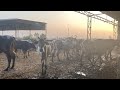 Gau Sewa Samiti Punjab