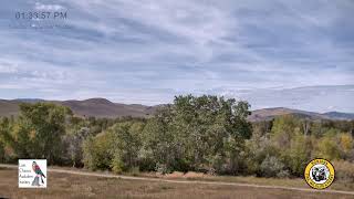 Spring Meadow Lake Osprey Cam