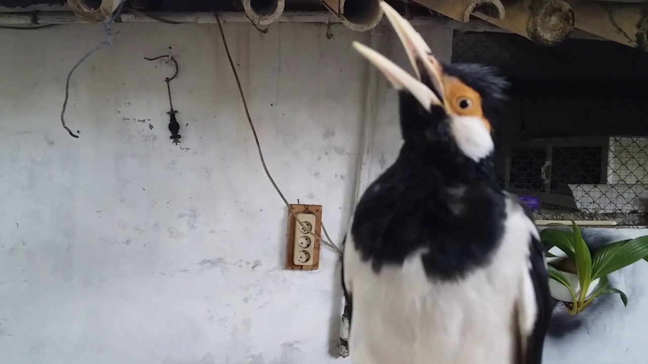 ocehan burung jalak suren gacor di luar sangkar | jalak suren 