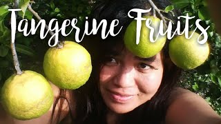 Tangerine Bear Fruits For The First Time - Surprises in the Tropics!