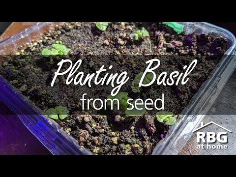 Urban Gardening: Planting Basil from Seed Indoors