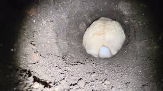 Lets see how far my bunny's burrow is