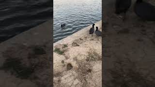 american coot bird at lake balboa