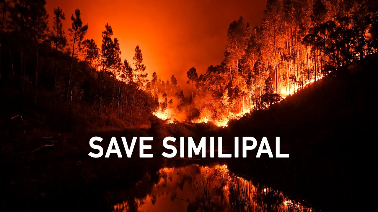SIMILIPAL FOREST FIRE 🙏 WHAT HAS ACTUALLY HAPPENED
